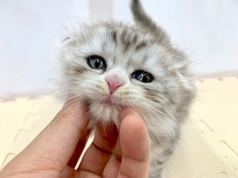 撫でられるのが大好きなスコニャン | スコティッシュフォールド （814514） - 相模大塚店