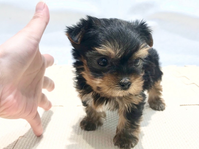 成犬時体重は1.5kg前後を予想 | ヨークシャーテリア （120163） - 今宿店