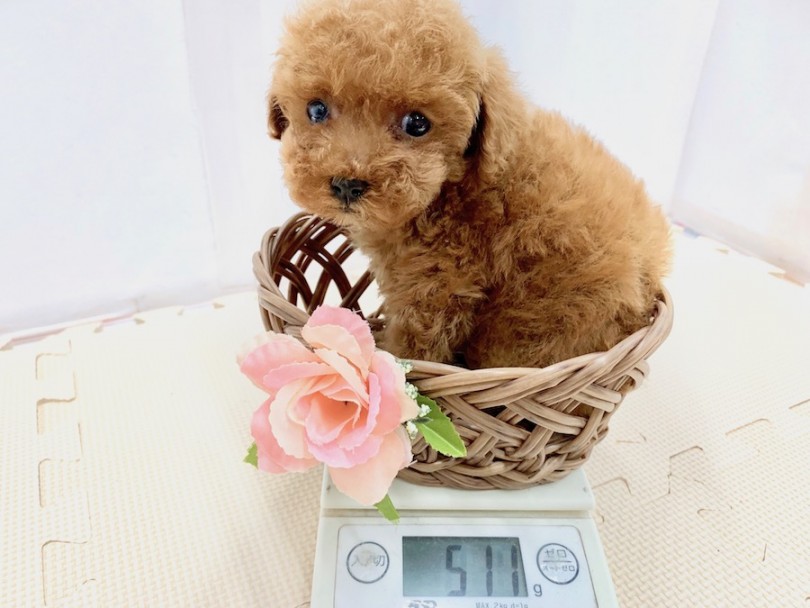 生後50日での体重は511g | トイ・プードル （814513） - 相模大塚店