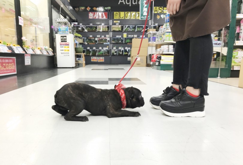 まるでボンレスハム体型 | フレンチブルドッグ （119138） - 梅島店