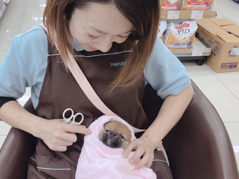 爪切り上手にできるかな?? | 柴犬 （6130789） - 大倉山店