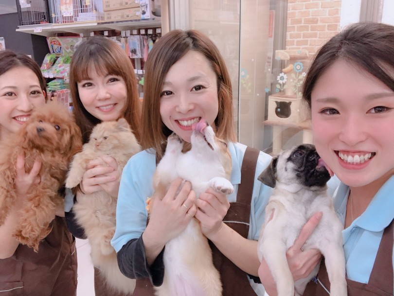 猫ちゃん応援セット | ベンガル （6130785） - 大倉山店