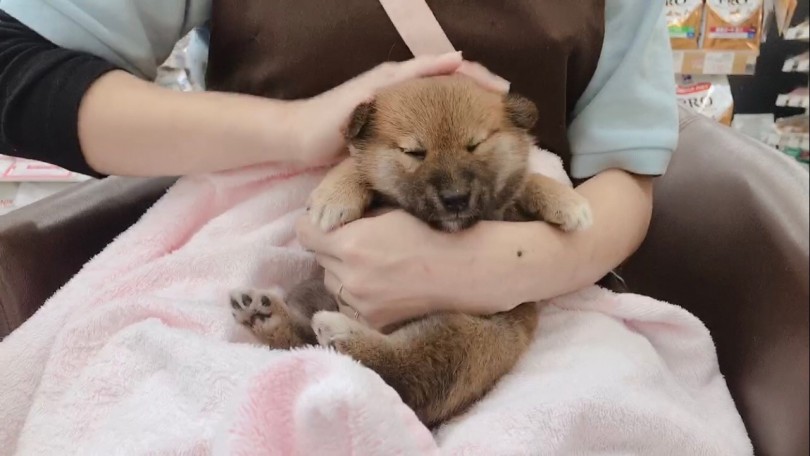 小さい頃から色々な箇所を触られ慣れて置くことはとても重要 | 柴犬 （6130789） - 大倉山店