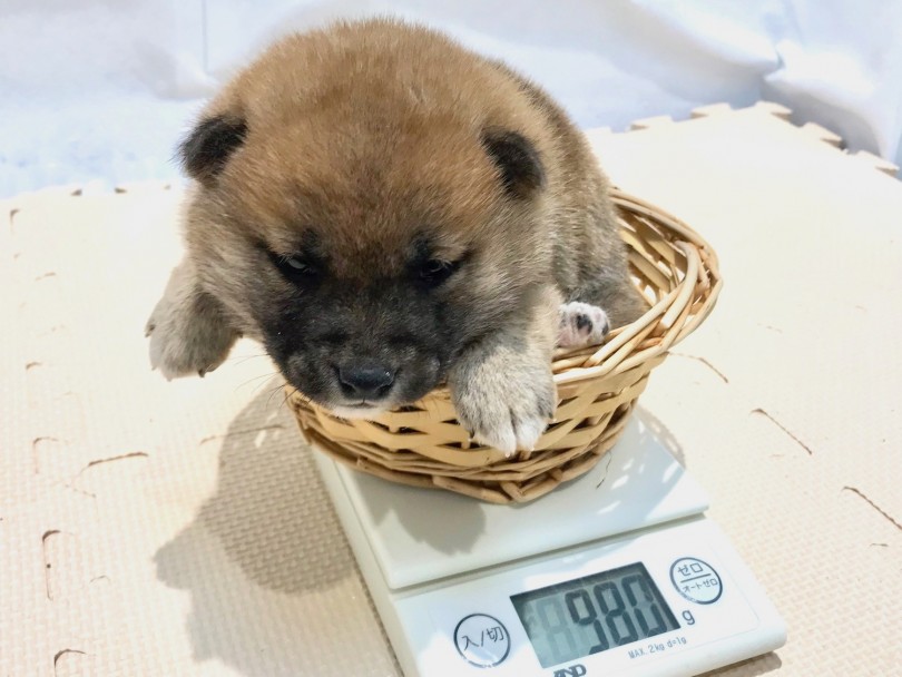 生後54日の体重は980gと小柄 | 柴犬 （120162） - 今宿店