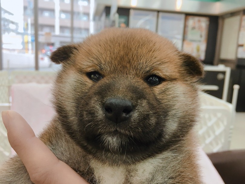 抱っこすると首が引っ込んで更に丸く | 柴犬 （6130789） - 大倉山店