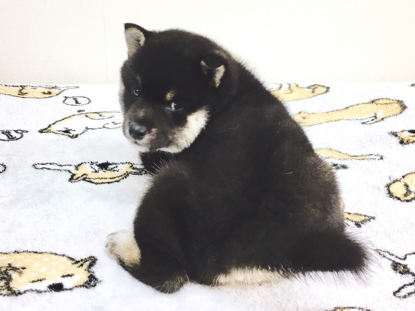 黒柴ちゃんには早めのトレーニングを! | 柴犬 （6130791） - 大倉山店