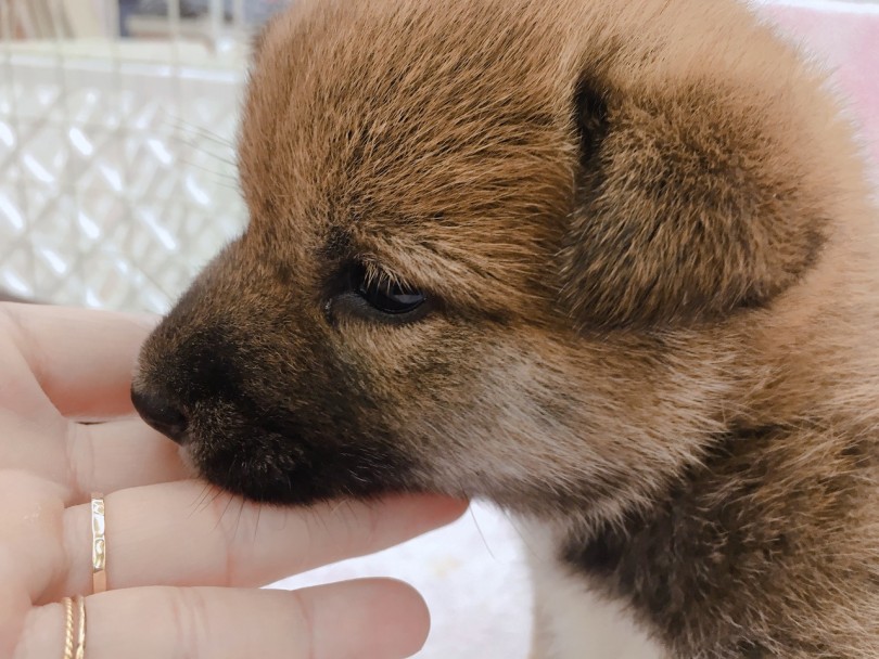 太く短いマズルは超たぬき!! | 柴犬 （6130789） - 大倉山店