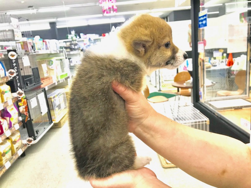 麗しのセーブルカラー | ウェルシュコーギーペンブローク （117186） - 鎌ヶ谷店