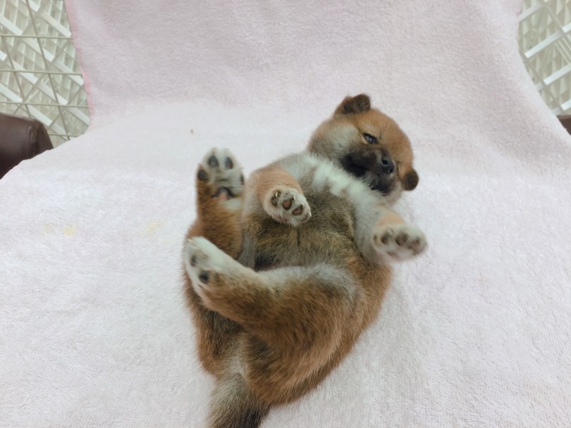 信頼のポーズのヘソ天 | 柴犬 （6130789） - 大倉山店