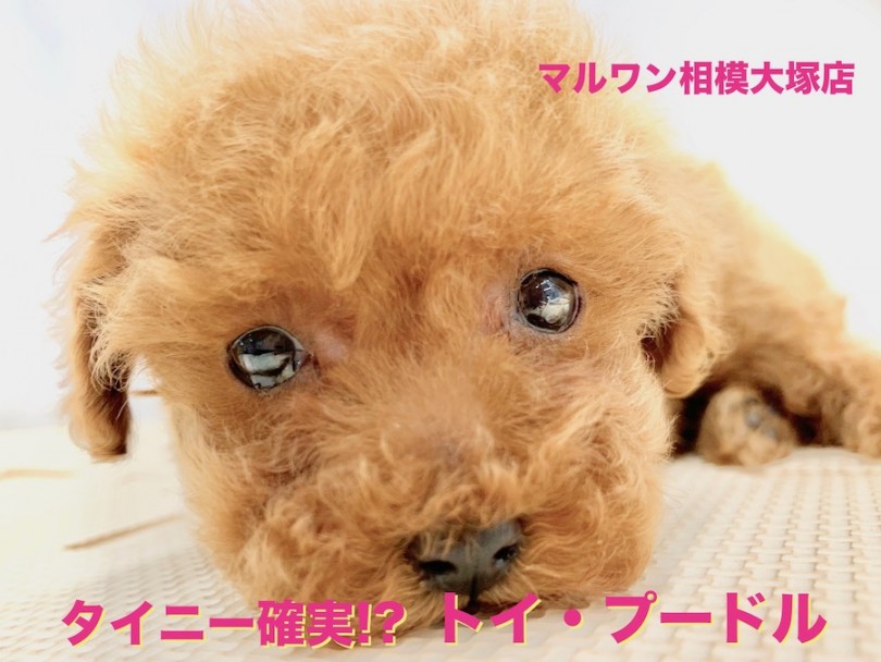 【 トイ・プードル 】平成のラストアイドル！？将来はタイニーサイズのミニマムで超美形なトイプーちゃん