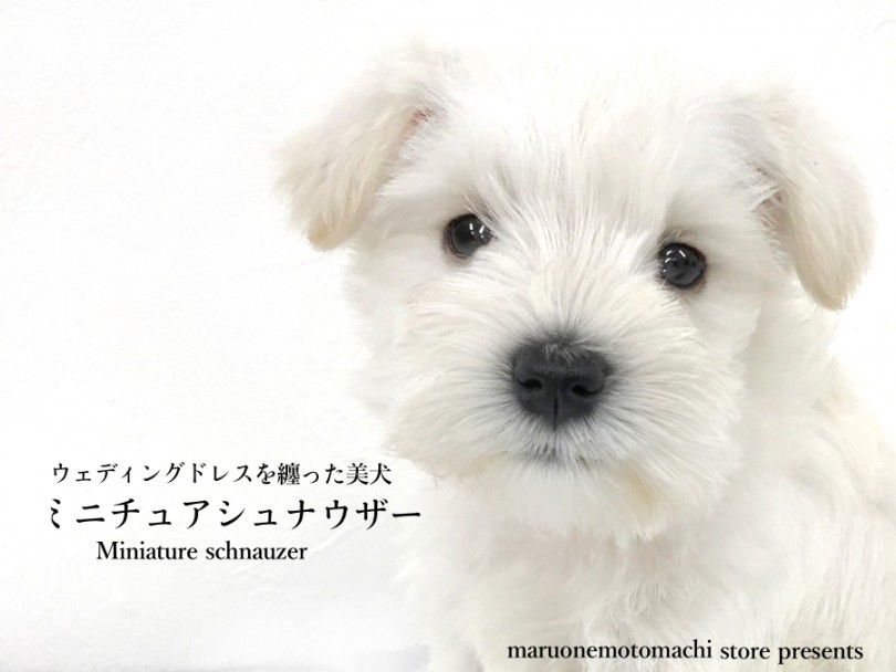 【 ホワイトシュナウザー 】永遠の花嫁！生涯ウェディングドレスを纏った美犬登場！