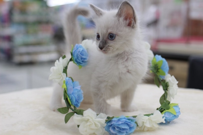 綺麗な瞳に、鼻筋がシュッと整った顔立ちは神秘的でまさに美猫 | ラグドール （311848） - 港北ニュータウン店