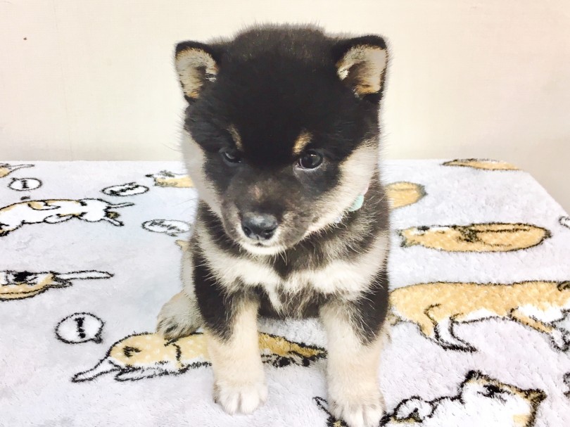 胸元の白いラインに注目!! | 柴犬 （6130791） - 大倉山店