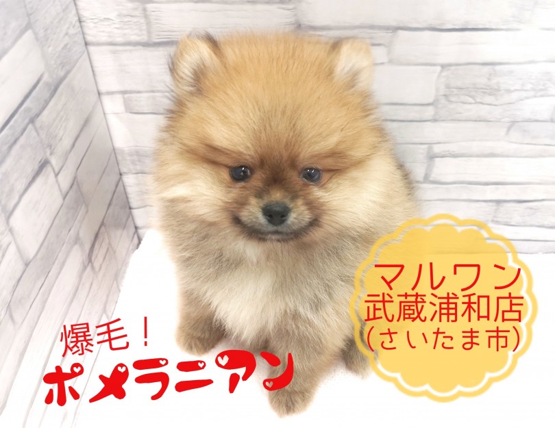 【 ポメラニアン 】もふもふ爆毛ポメ！貴重なポメドリルは必見！！