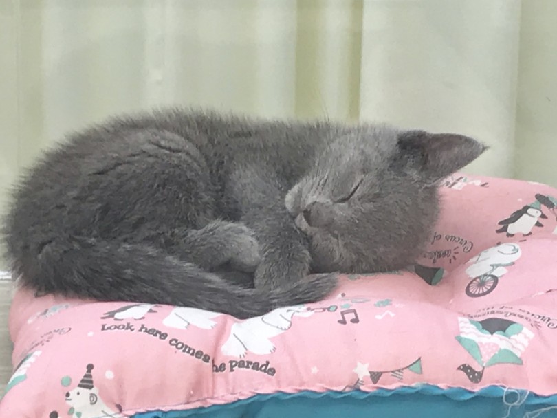 猫ちゃんが寝る様子 寝子ちゃん | ロシアンブルー （914440） - 志村坂下店