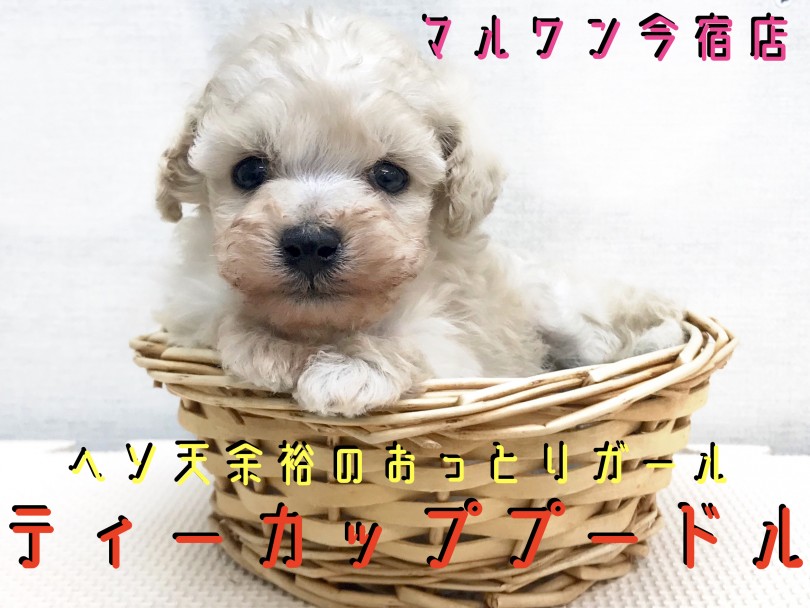 【 ティーカップ プードル 】生後54日で431g！クリームカラーの極小プーちゃんはおっとりガール!