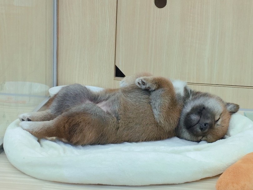 柴犬王国は大倉山にある!! | 柴犬 （6130789） - 大倉山店