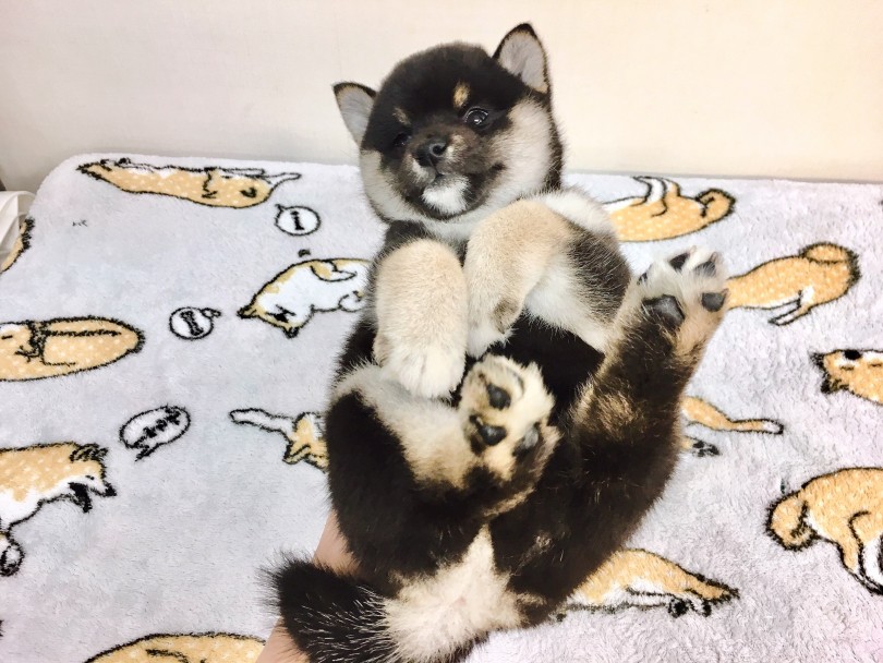 片手ヘソ天ポーズは超楽勝!! | 柴犬 （6130791） - 大倉山店