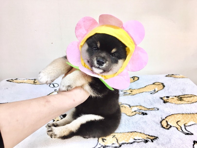 笑っちゃう位丸顔! | 柴犬 （6130791） - 大倉山店