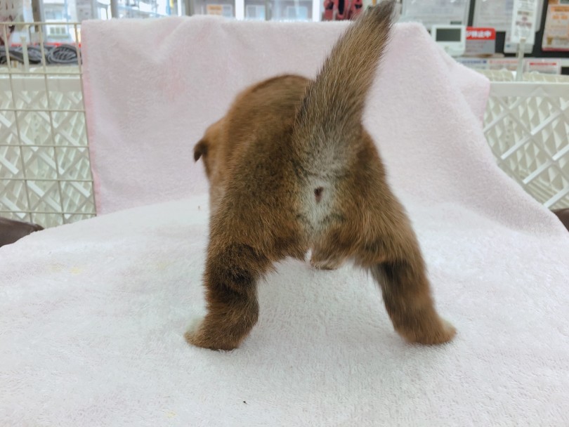 お尻のサービスショット | 柴犬 （6130789） - 大倉山店