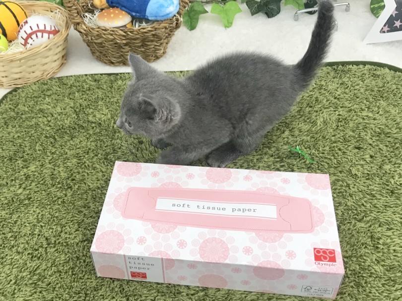 ティッシュボックスと体長がほぼ同じ | ロシアンブルー （914440） - 志村坂下店