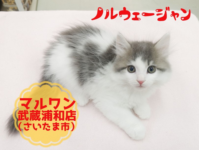 【 ノルウェージャンフォレストキャット 】埼玉イチの美男子！北欧生まれのイケメンにゃんこ！