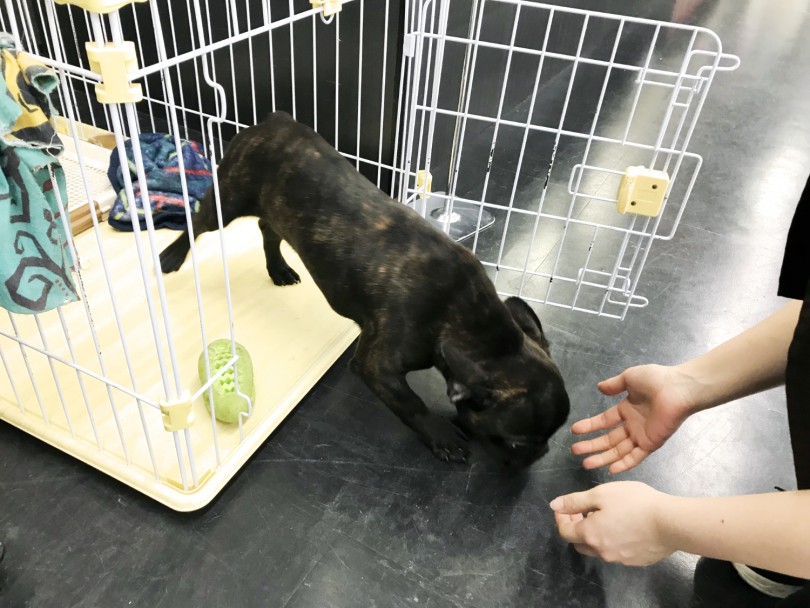 初の売り場散歩でおいでおぼえちゃいました | フレンチブルドッグ （119138） - 梅島店