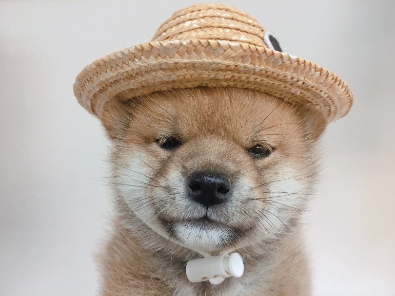 よく聞かれる柴犬のお散歩事情 | 柴犬 （6130794） - 大倉山店