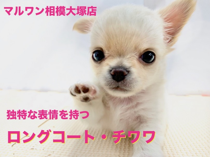 【 チワワ 】表情の豊かさは神奈川ナンバーワン！ドワーフ系わんこの遊んで学ぶトレーニングを公開！（大和市）