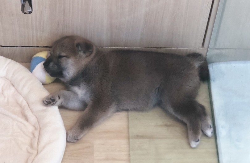 柴子ちゃんは甘えん坊 | 柴犬 （311853） - 港北ニュータウン店
