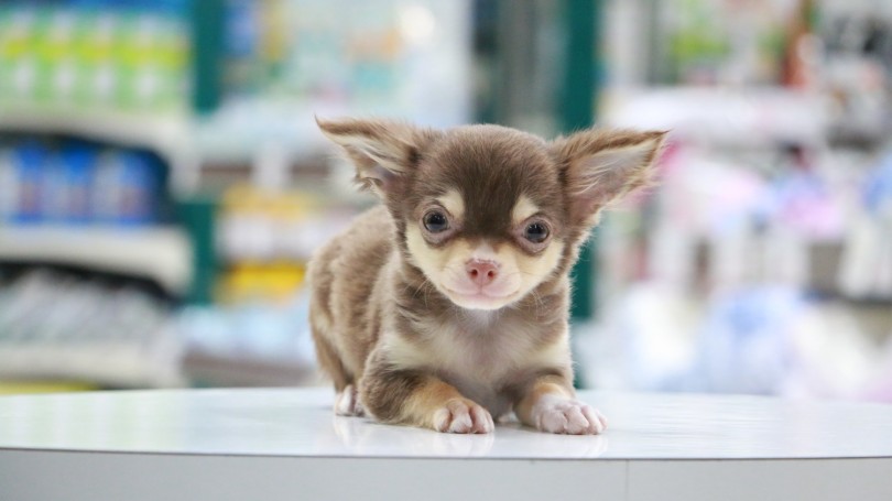 【 チワワ 】おはようからおやすみまで密着取材！チョコチーくんの一日記録！