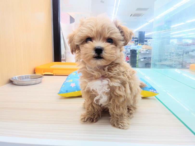 抜群の見た目の可愛さ | MIX犬 （914461） - 志村坂下店