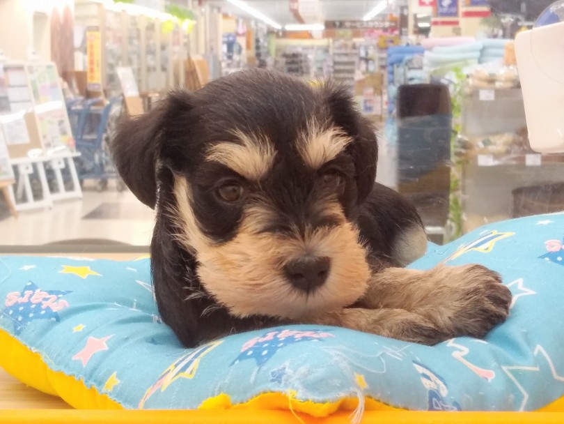 成長期の子犬は睡眠も大切 | ミニチュア・シュナウザー （914460） - 志村坂下店