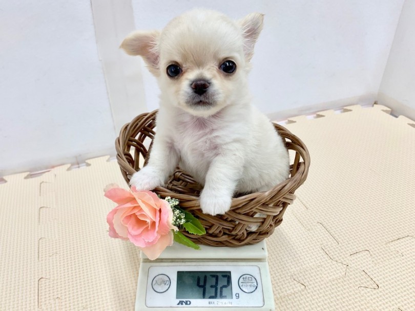 シャキッと目覚めたチワワくん | チワワ （814517） - 相模大塚店