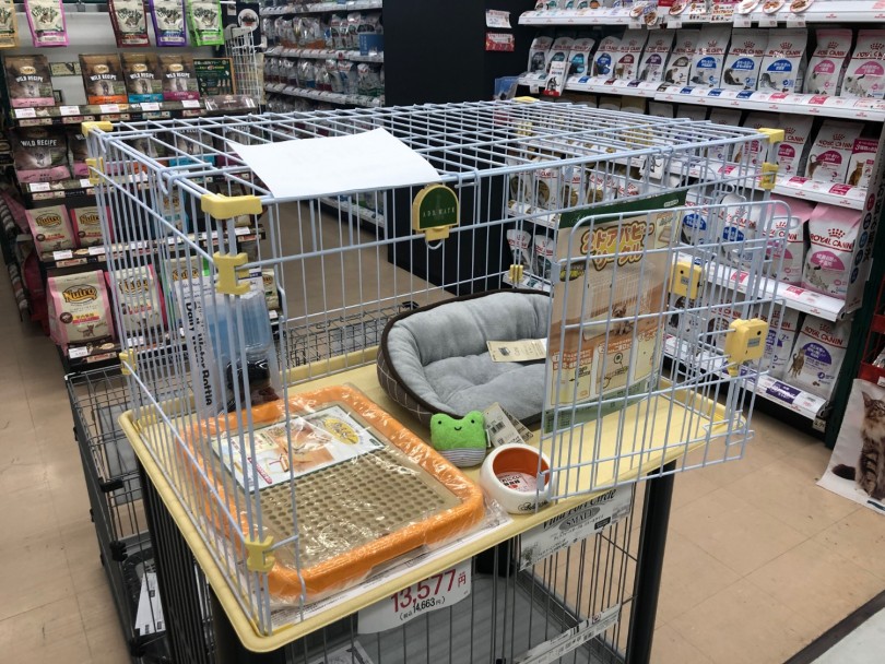 プーちゃんをお迎えするにあたって必要なセット | トイ・プードル （119156） - 梅島店