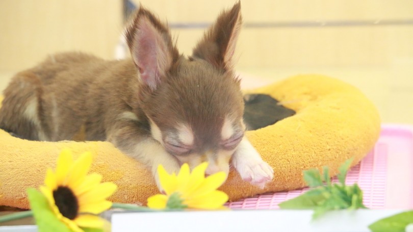 お部屋でおやすみ | チワワ （119145） - 梅島店