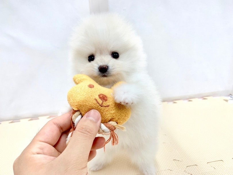 遊ぶの大好きポメくん！おもちゃと一緒にハートもキャッチ？ | ポメラニアン （814516） - 相模大塚店