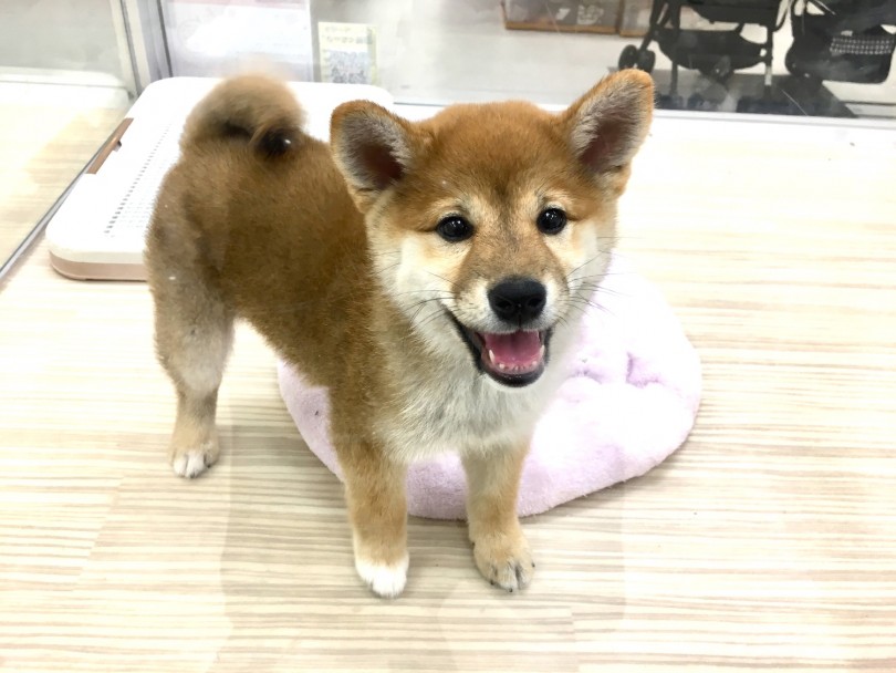 元気をもらえるキラキラ笑顔 | 柴犬 （713631） - 鶴見店