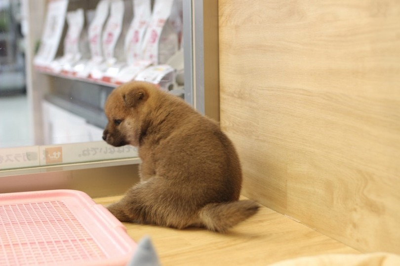 マズルの詰まったまぁるいお顔 | 柴犬 （311853） - 港北ニュータウン店