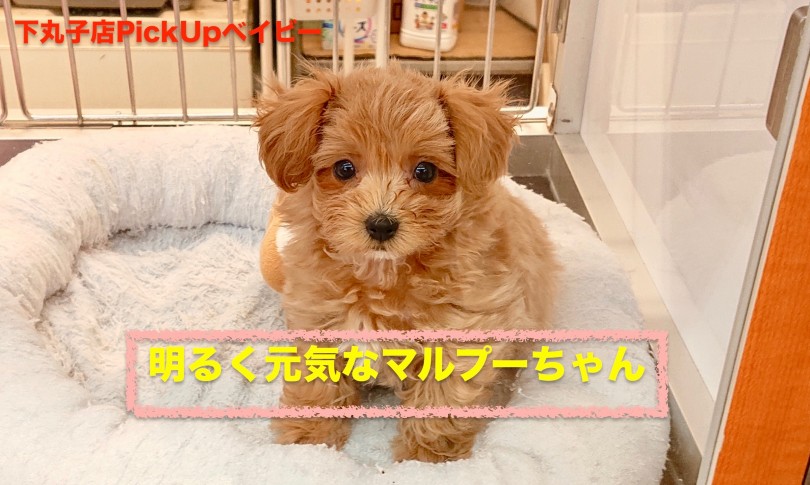 【 MIX 】元気で可愛いマルプーちゃん
