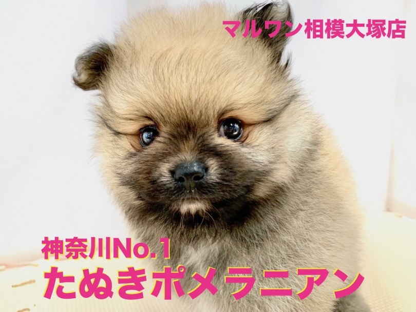 【 ポメラニアン 】神奈川No.1の茶色たぬき！驚愕の毛量とマズルの短さ！大和・座間・海老名の方必見！