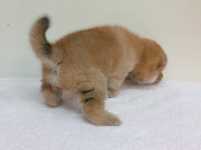 見よ!!むちむちお尻!! | 柴犬 （6130794） - 大倉山店