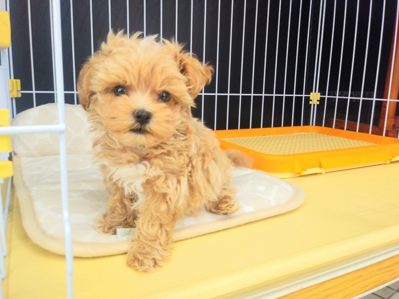 マルプー君をお家にお迎えしたら | MIX犬 （914461） - 志村坂下店