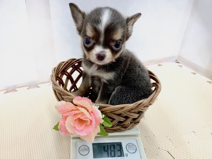 生後50日時点での体重は483g | チワワ （814515） - 相模大塚店