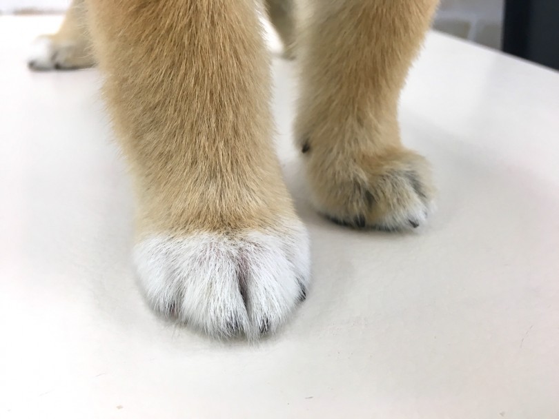 足元はちょこんと白い足袋を履いています | 柴犬 （713631） - 鶴見店