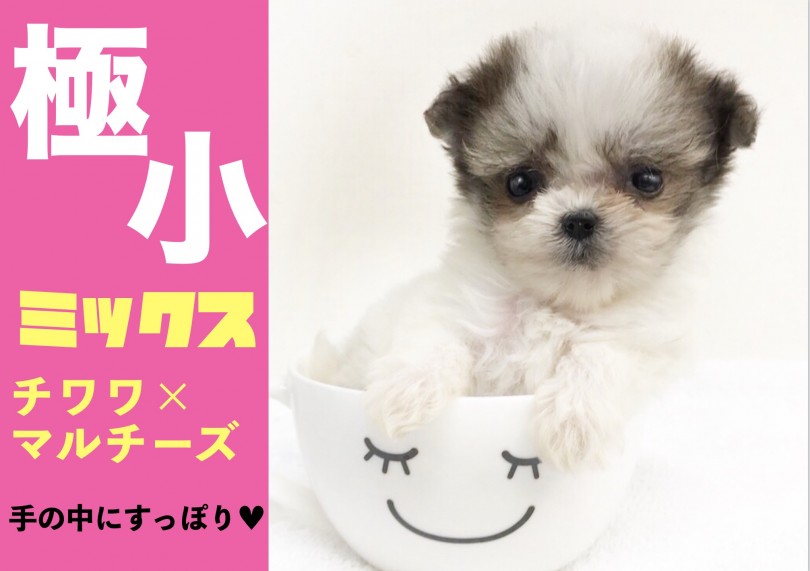 【 極小 チワマル 】生後58日で驚きの350g!!極小ティーカップMIX!!手の中にすっぽり!