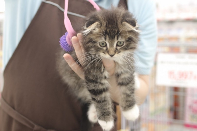 猫ちゃんとのスキンシップは大切な時間 | スコティッシュフォールド （311861） - 港北ニュータウン店