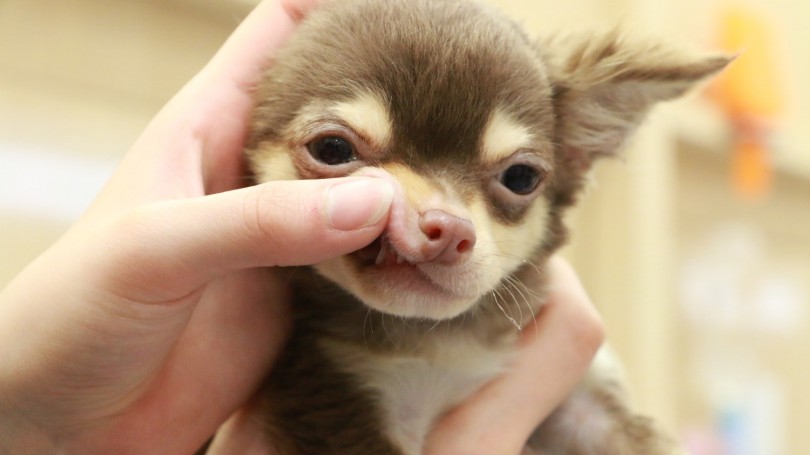 健康状態チェック | チワワ （119145） - 梅島店