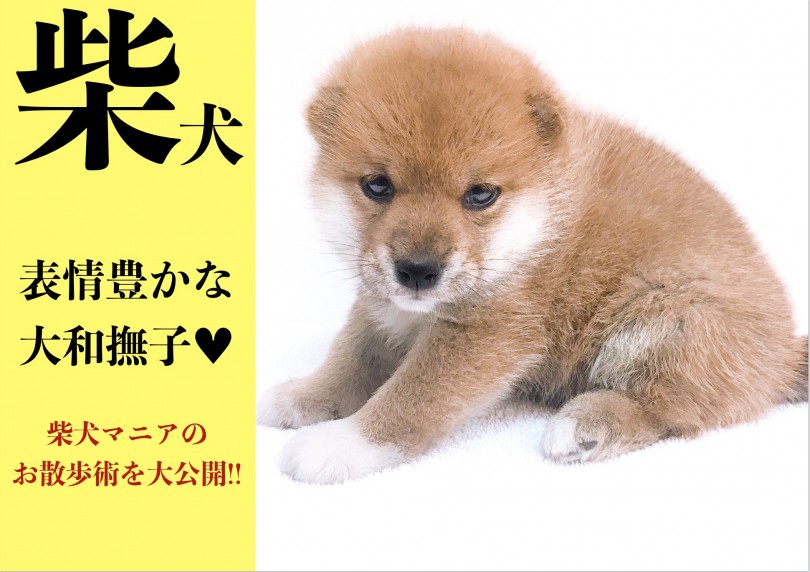 【 柴犬 】表情豊かな大和撫子!!柴犬マニアのお散歩術を大公開!!