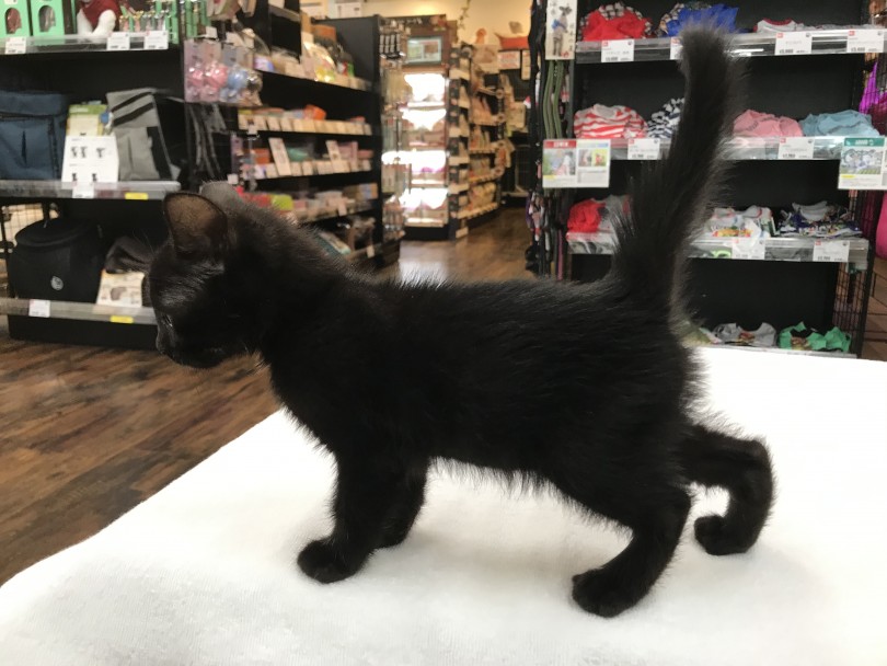 美しき黒猫 ボンベイの注目ポイント ⓷しなやかな体躯 | ボンベイ (140163) - 横浜 元町店